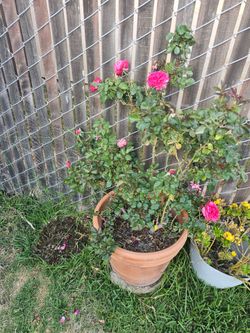 Rosa en maceta grande