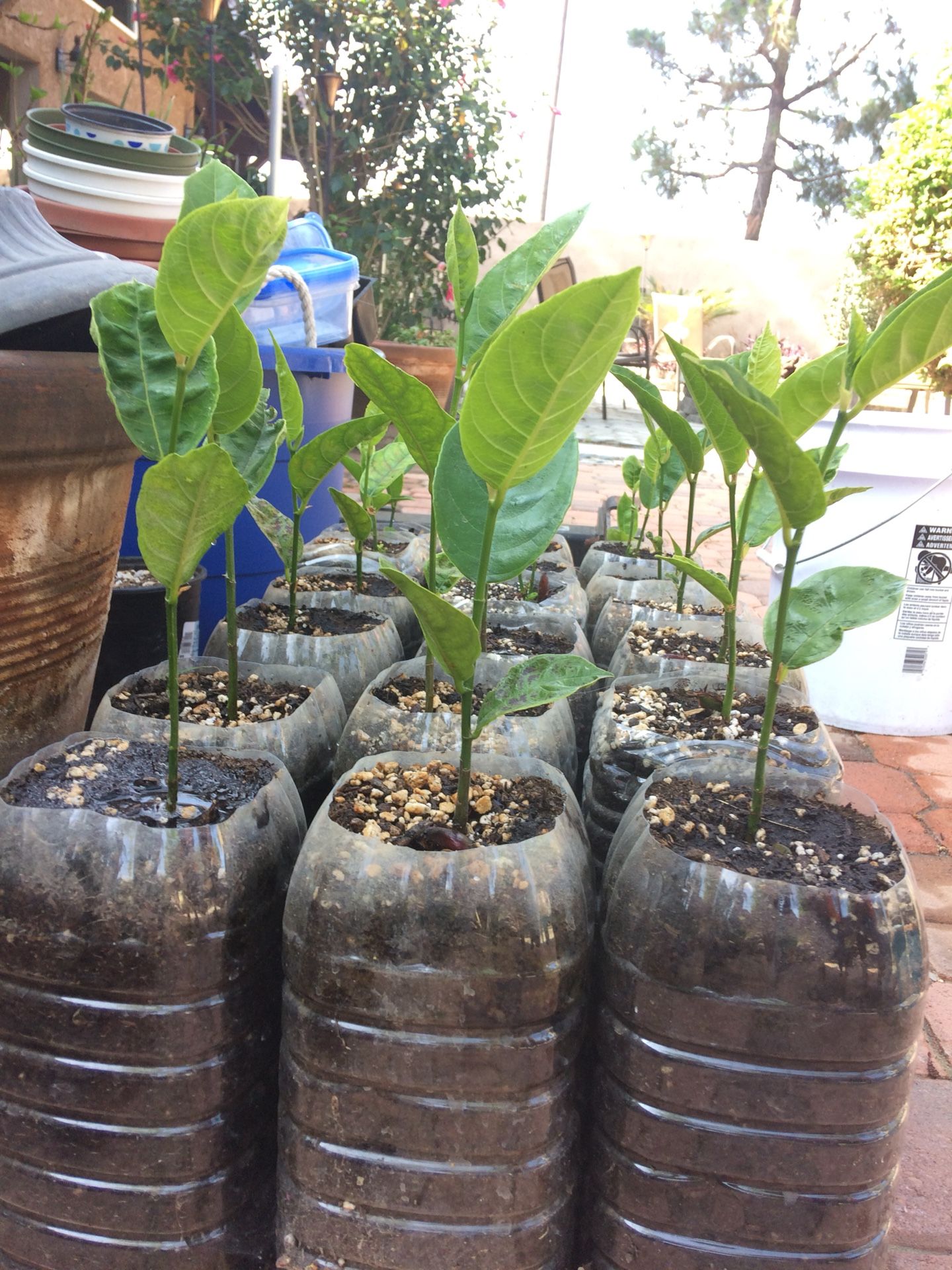 Jackfruit Trees! for Sale in Ontario, CA OfferUp