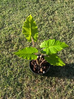 Alocasia portodora