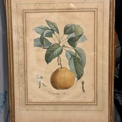 Antique Langlois Botanical Print 