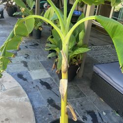 Banana Tree