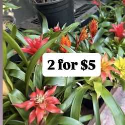Plants Sale🌿$3 each or 2 for $5(4”pot Bromeliads)