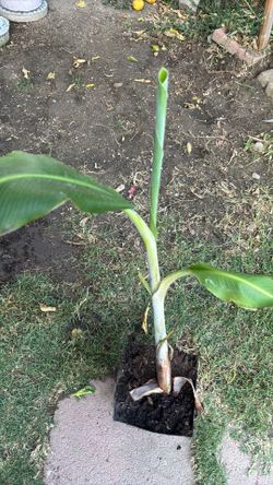 Banana plants