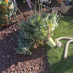 Cistanthe Grandiflora 