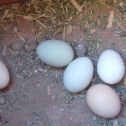Fertilized Chicken 🐔 Eggs 🥚