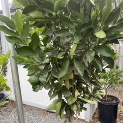 Fruit Trees