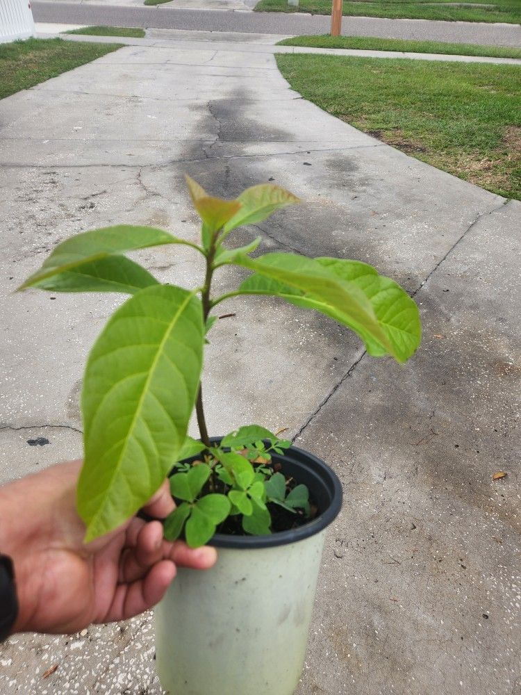 Avocado Plants