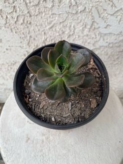 6 Inch Pot Succulent Plant - Dusty Rose - Echeveria Gigantea Rose - Rooted & Established - Drought Resistant - 🪴