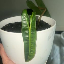 Variegated philodendron Billie TOP CUTTING