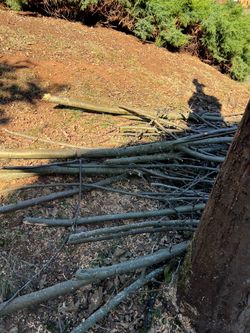 Free Apple Wood Branches & wood