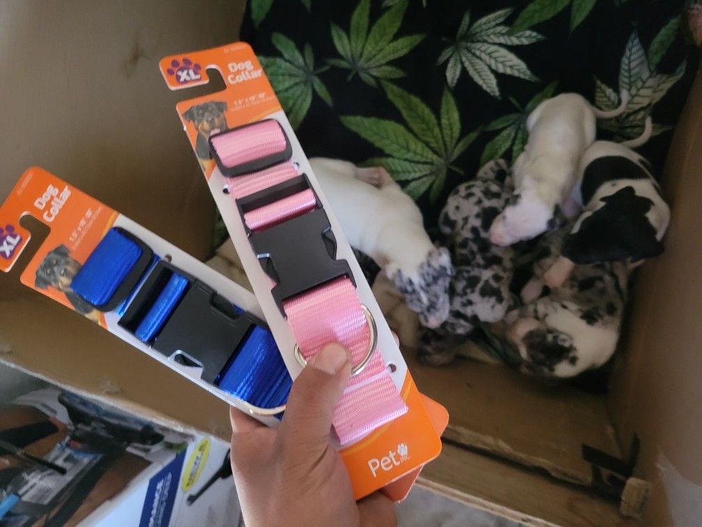 Great Dane Collars