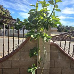 Donkey Tail Plant Medesinal 