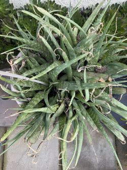 Large Plant