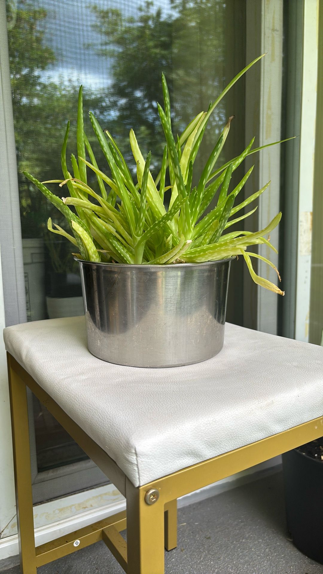 Aloe Vera Plant