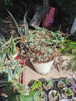 Plants Plants, Succulents, Plumerias, Snake Plants, Fig Tree, Pomegranate And Many More!