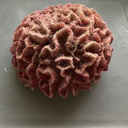 Brain Coral