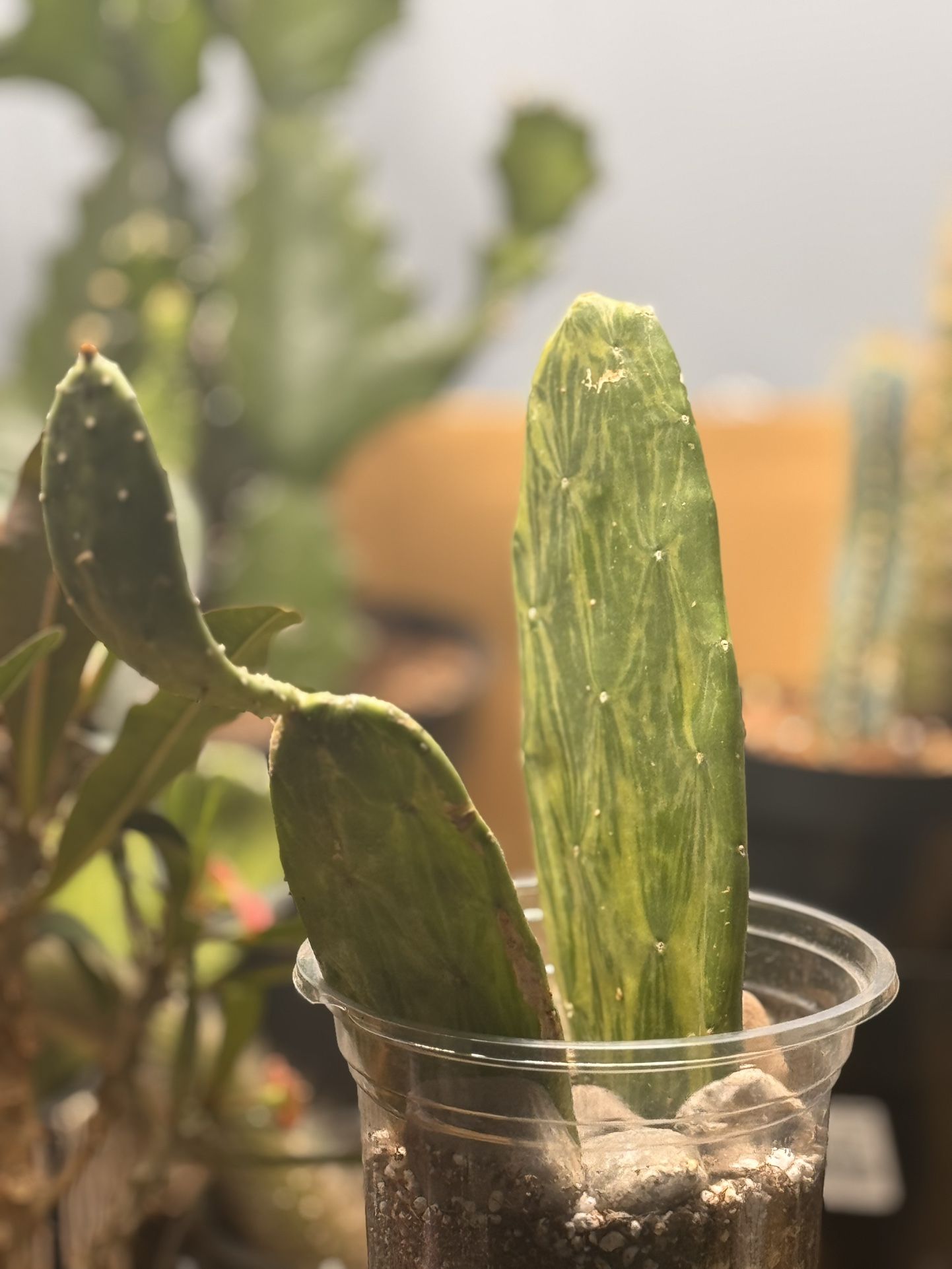 Variegated Opuntia