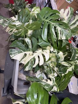 Monstera Albos