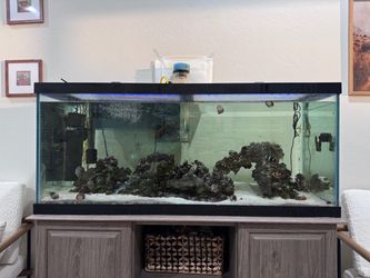 75 gallon saltwater fish tank with filter, power head, heater, protein skimmer and lights