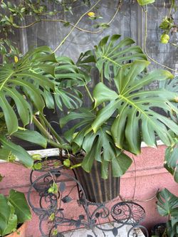 Monstera 