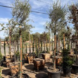 Olive Trees 25 Gallons 10 Feet Tall