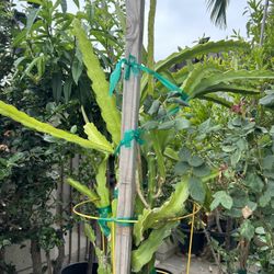 Dragon Fruit Plant