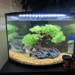 6 Gallon Corner Tank