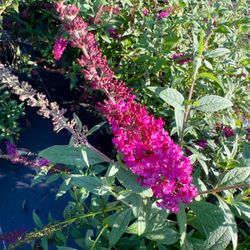 🌸 Plant: Buddleia Pink