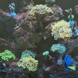Fish Tank For Sale