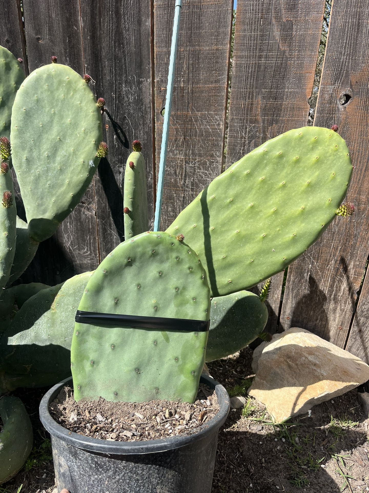 Yellow Nopales Cactus
