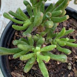Crassula ovata 'Gollum' Jade