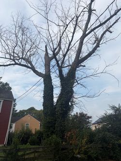 We Cut Tree