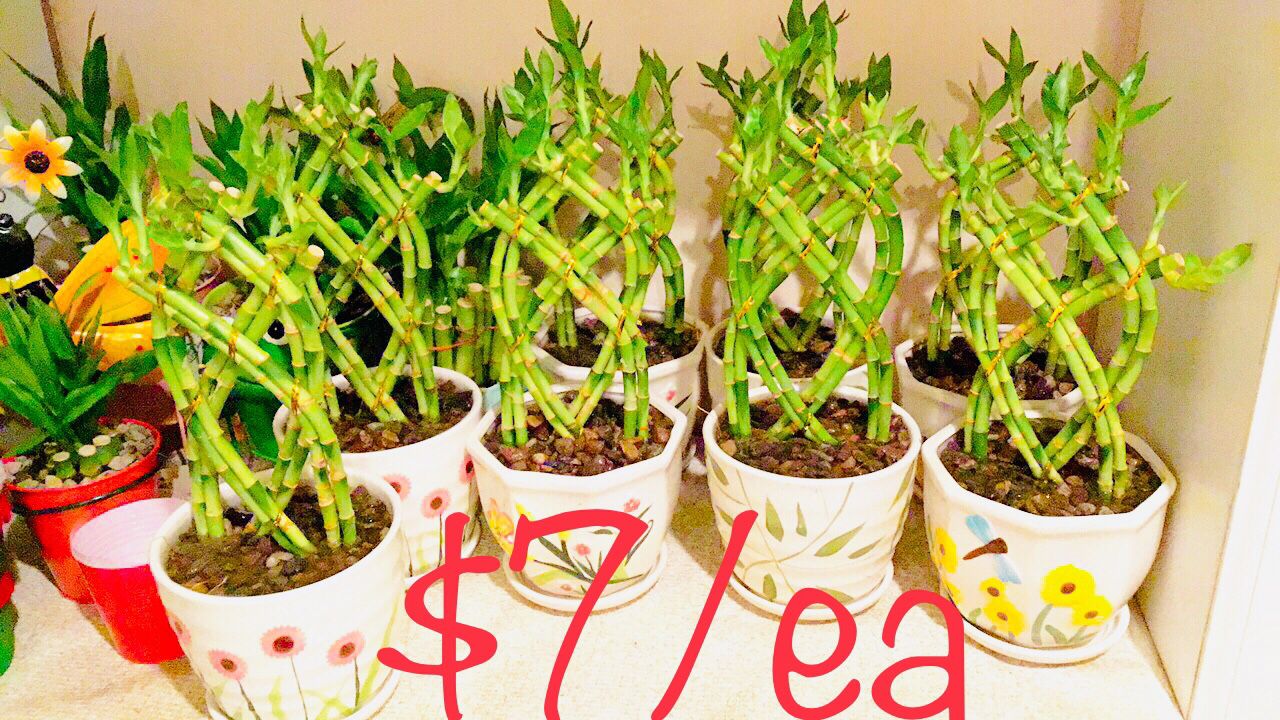 Braided lucky bamboo live plant ceramic pot $7/each