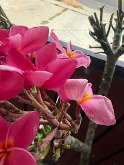 Cutting plumeria