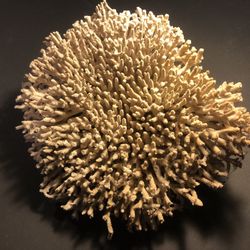Natural Coral
