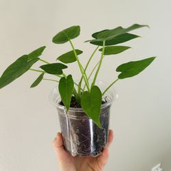 Alocasia California Plant 