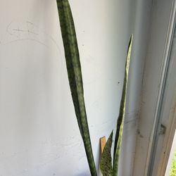 Snake Plants 40 Inches Tall 
