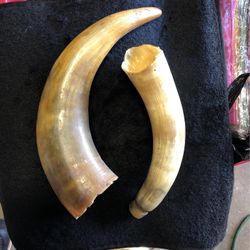 Animal Horns!