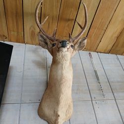 Deer Head 