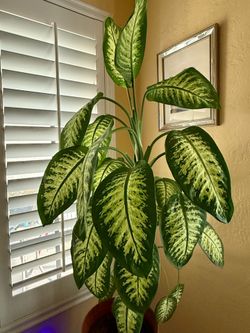 Dumb Cane Houseplant