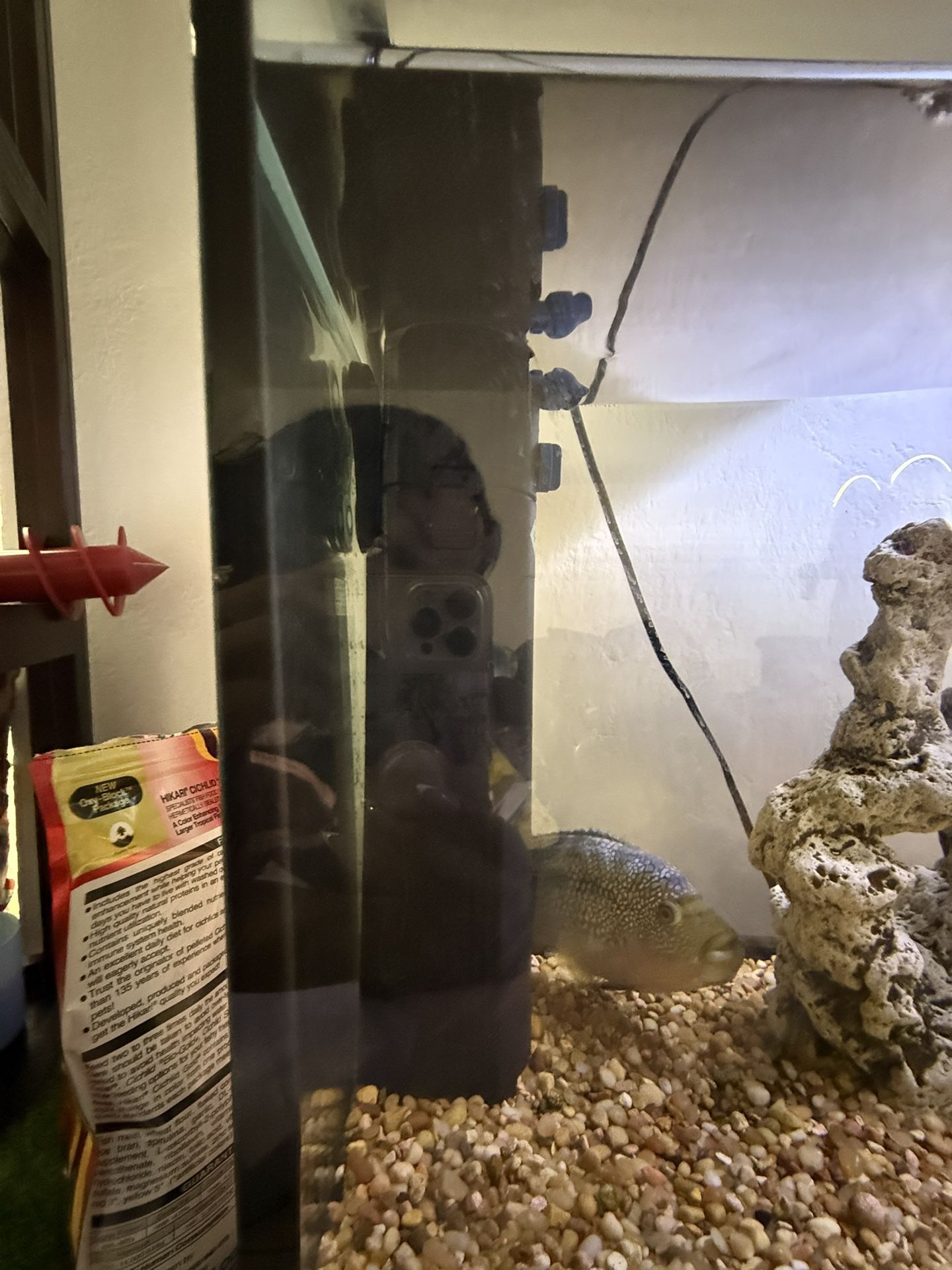 Fish Tank