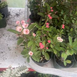 Crown Of Thorns Plants 🪴 