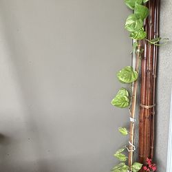 Golden Pothos Plant Live, Money Plant Indoor Outdoor  62”