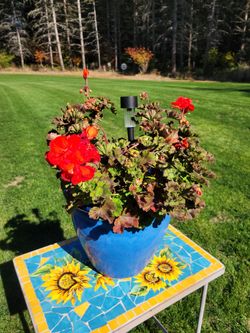 Blue Pot With Red Geranium