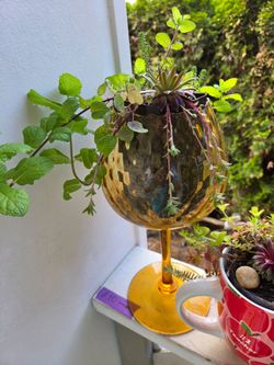 Plant Decoration Succulent in Cute Pots