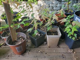Japanese Maples Starting At $5