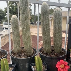 Cactus & Succulents Sale (Northridge)
