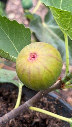 Affordable 1-Gallon Fig Trees – Last Ones Available