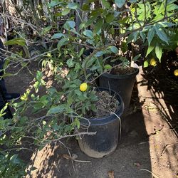 Meyer Lemon tree