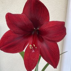Amaryllis Royal Velvet Jumbo Flower Plant, Is Blooming Is In 8 Inch Pot Pick Up Only